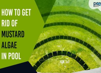 How to Get Rid of Mustard Algae in a Pool how to get rid - of mustard algae